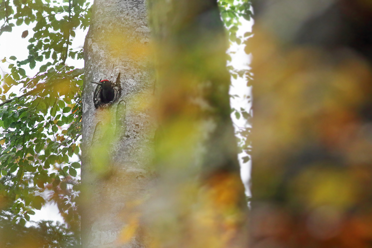 pic noir forêt