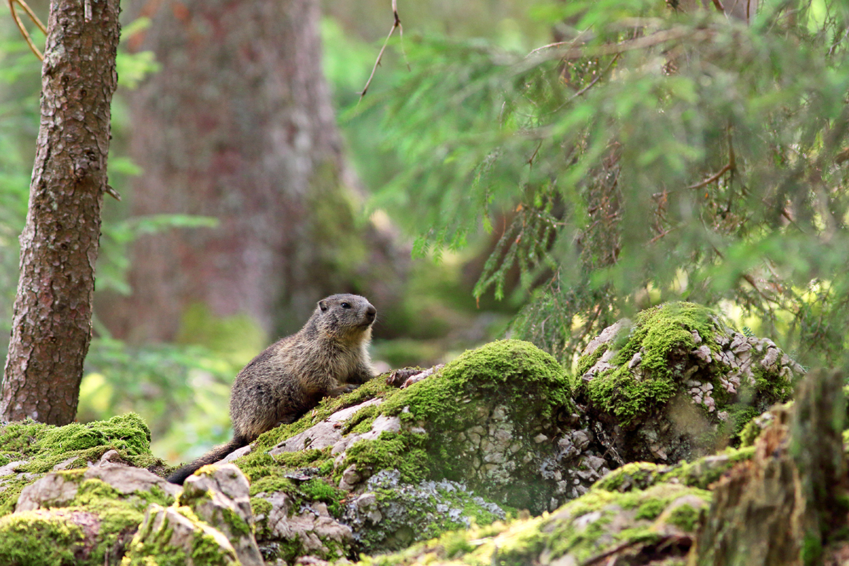 marmotte jura forêt