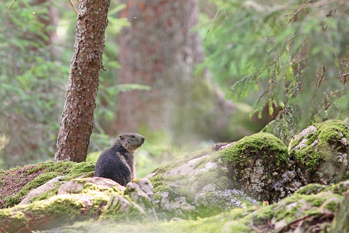 marmotte jura forêt