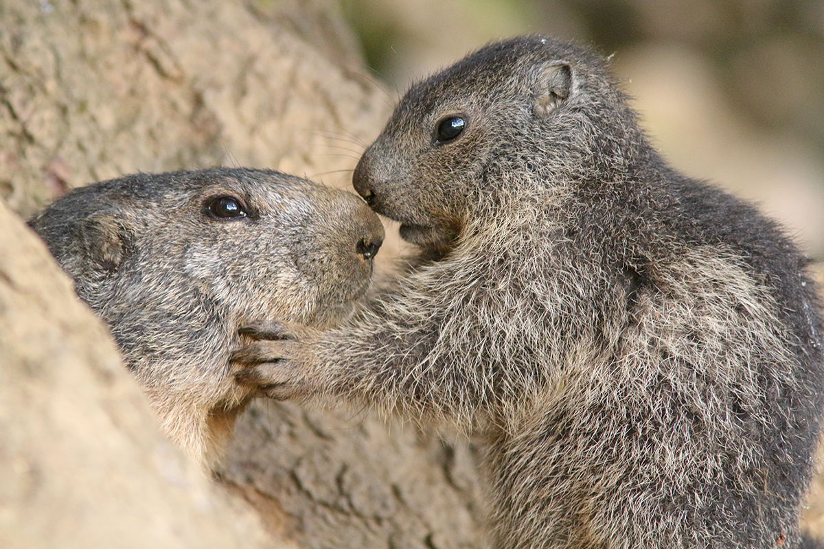 marmotte jura forêt