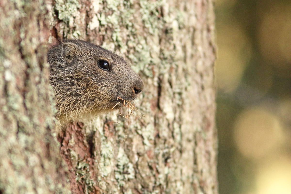 marmotte jura forêt