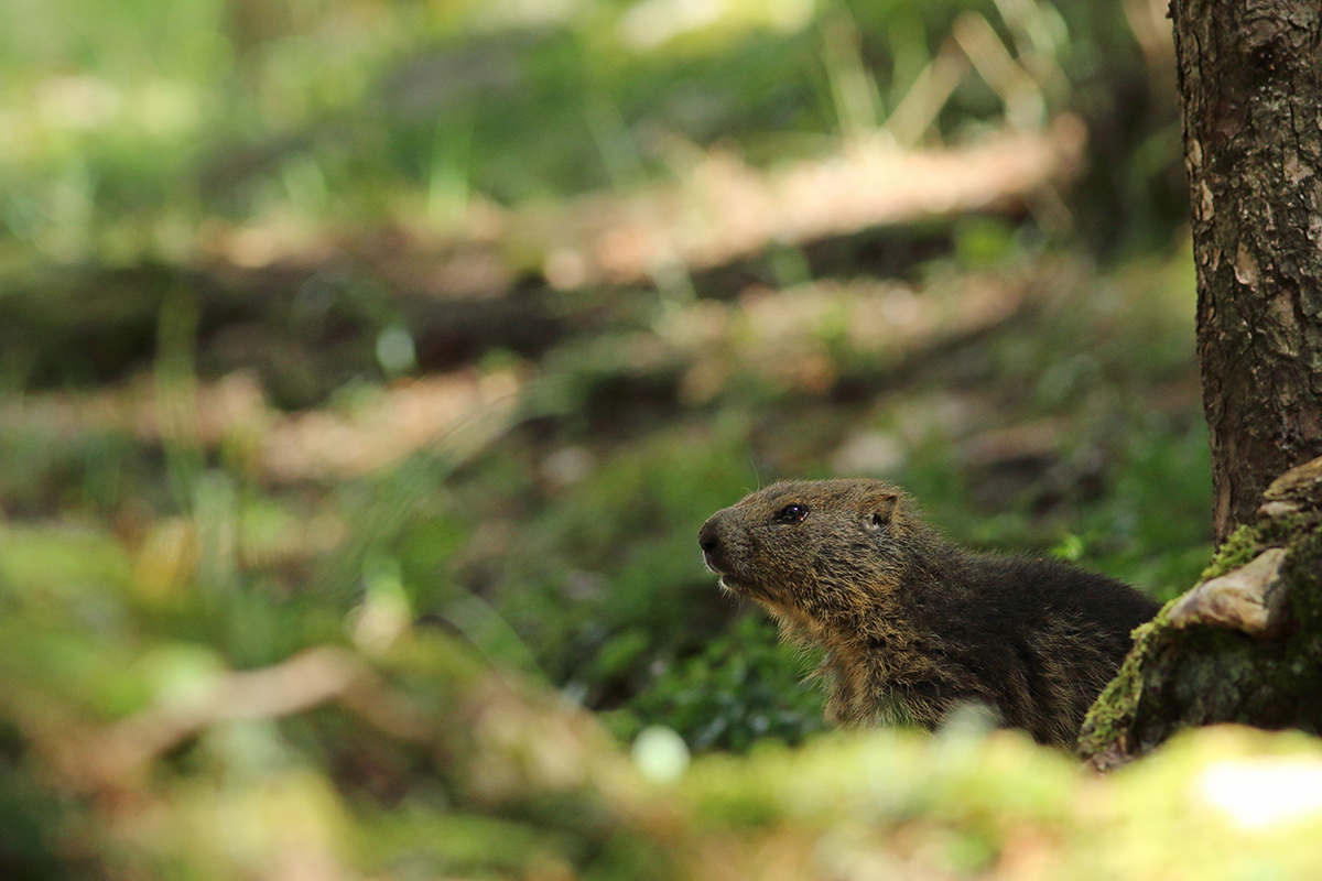 marmotte jura forêt