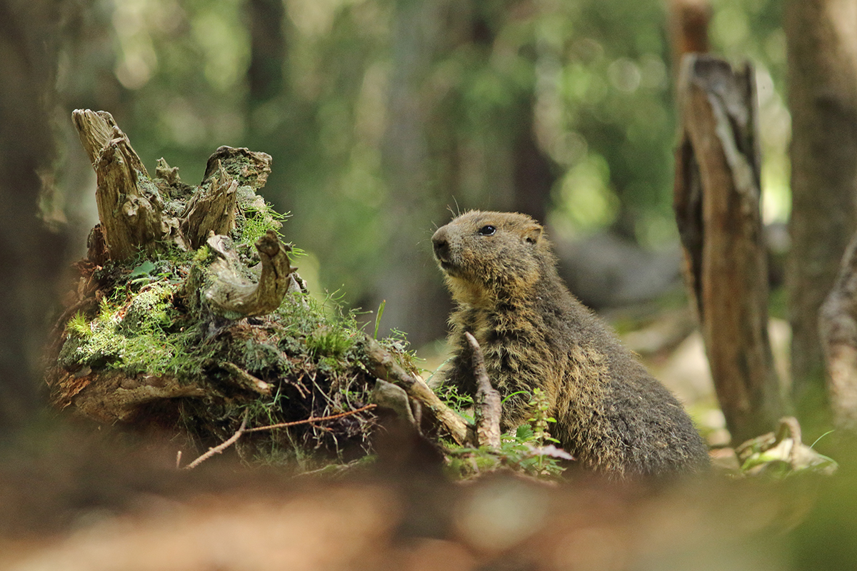 marmotte jura forêt