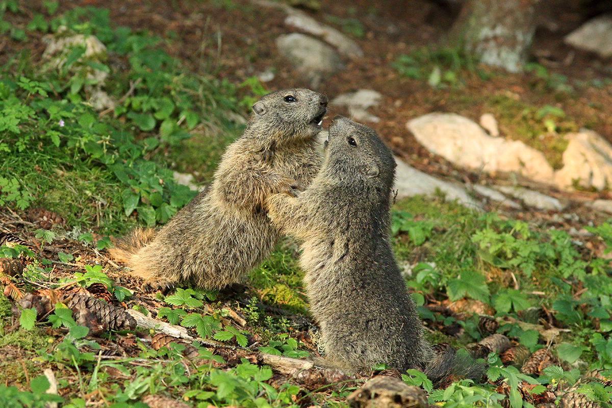 marmotte jura forêt