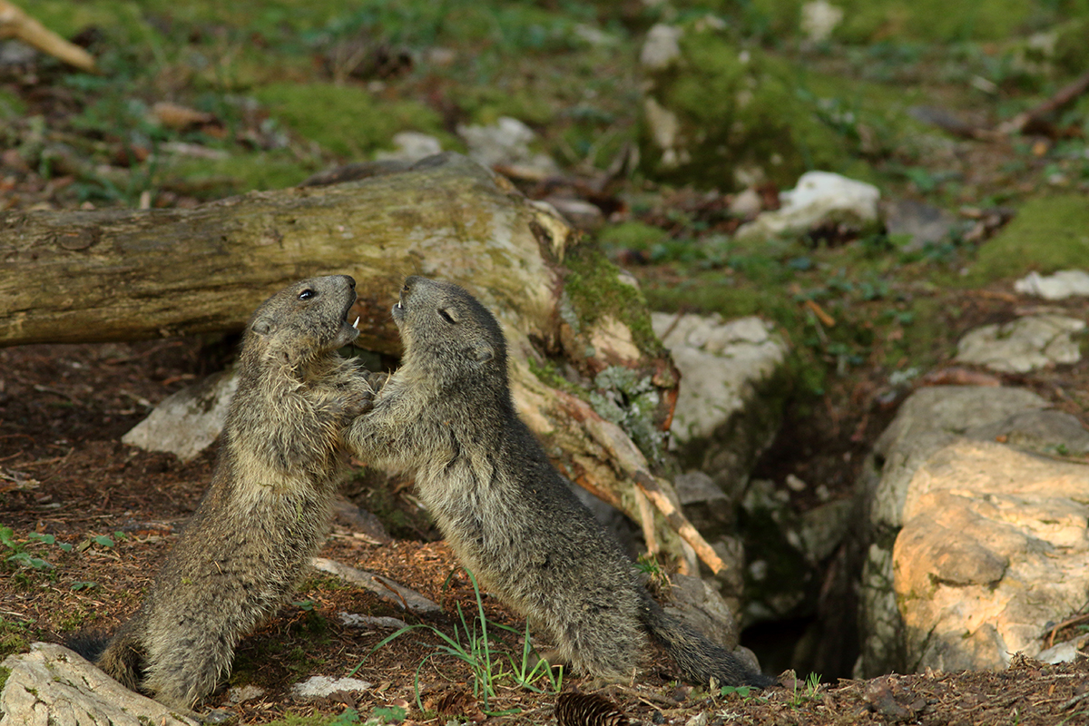 marmotte jura forêt