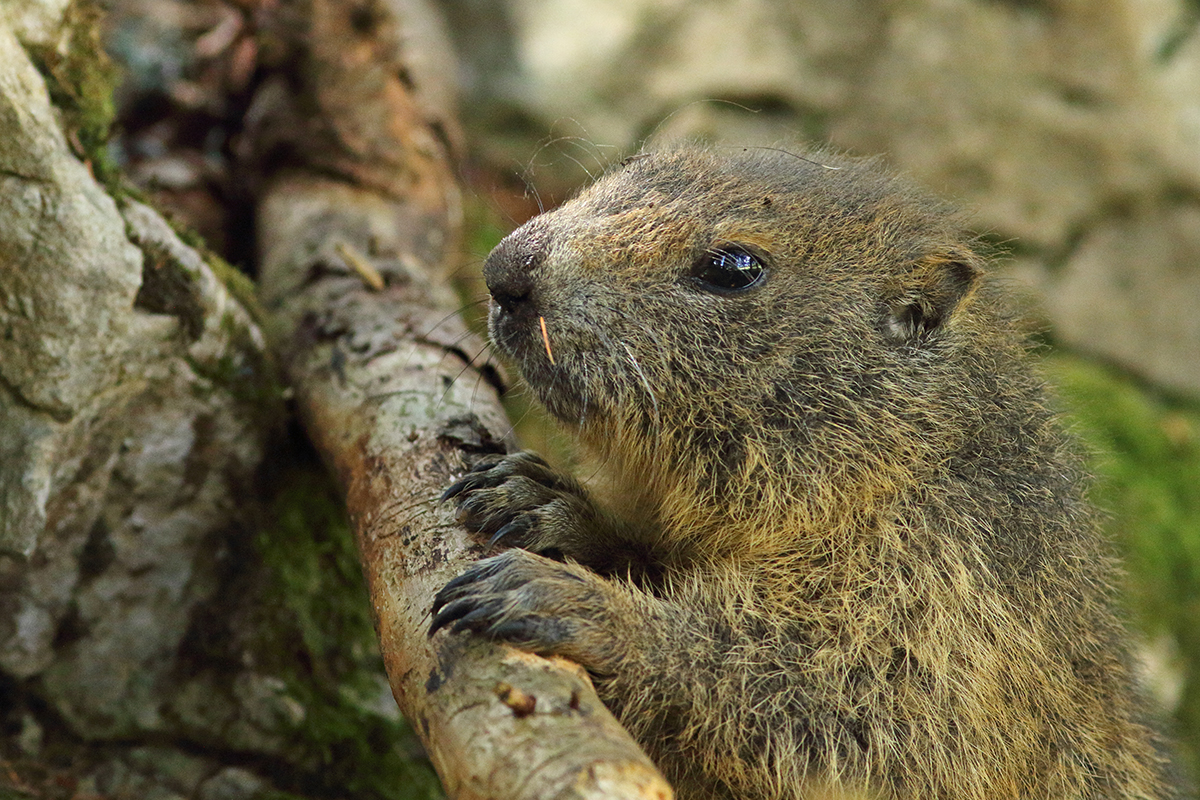 marmotte jura forêt