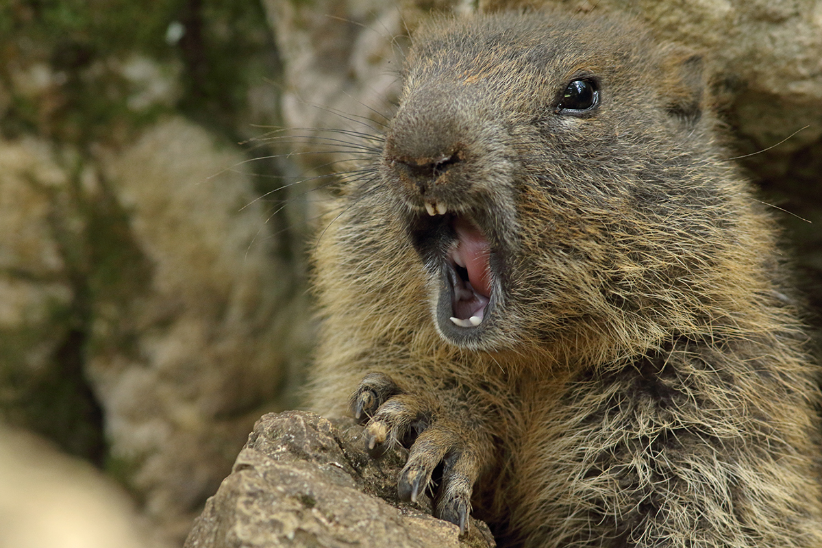 marmotte jura forêt