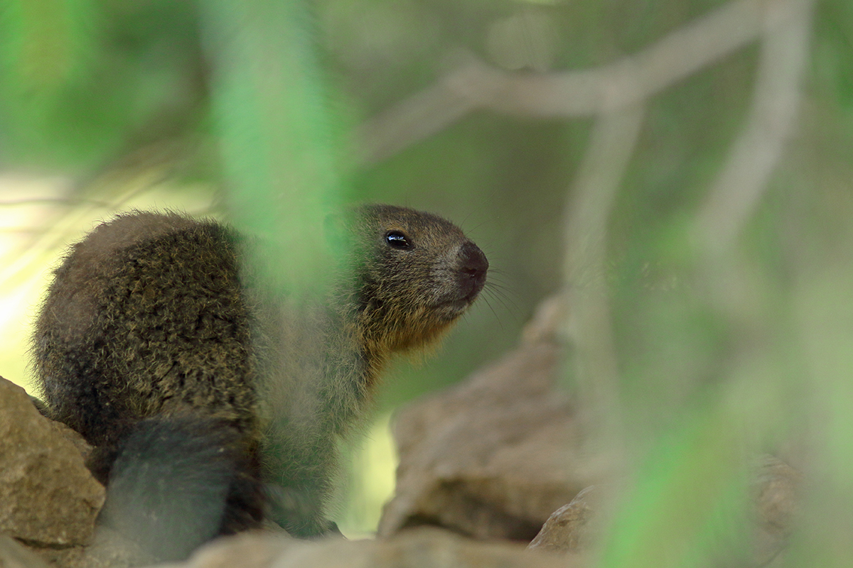 marmotte jura forêt