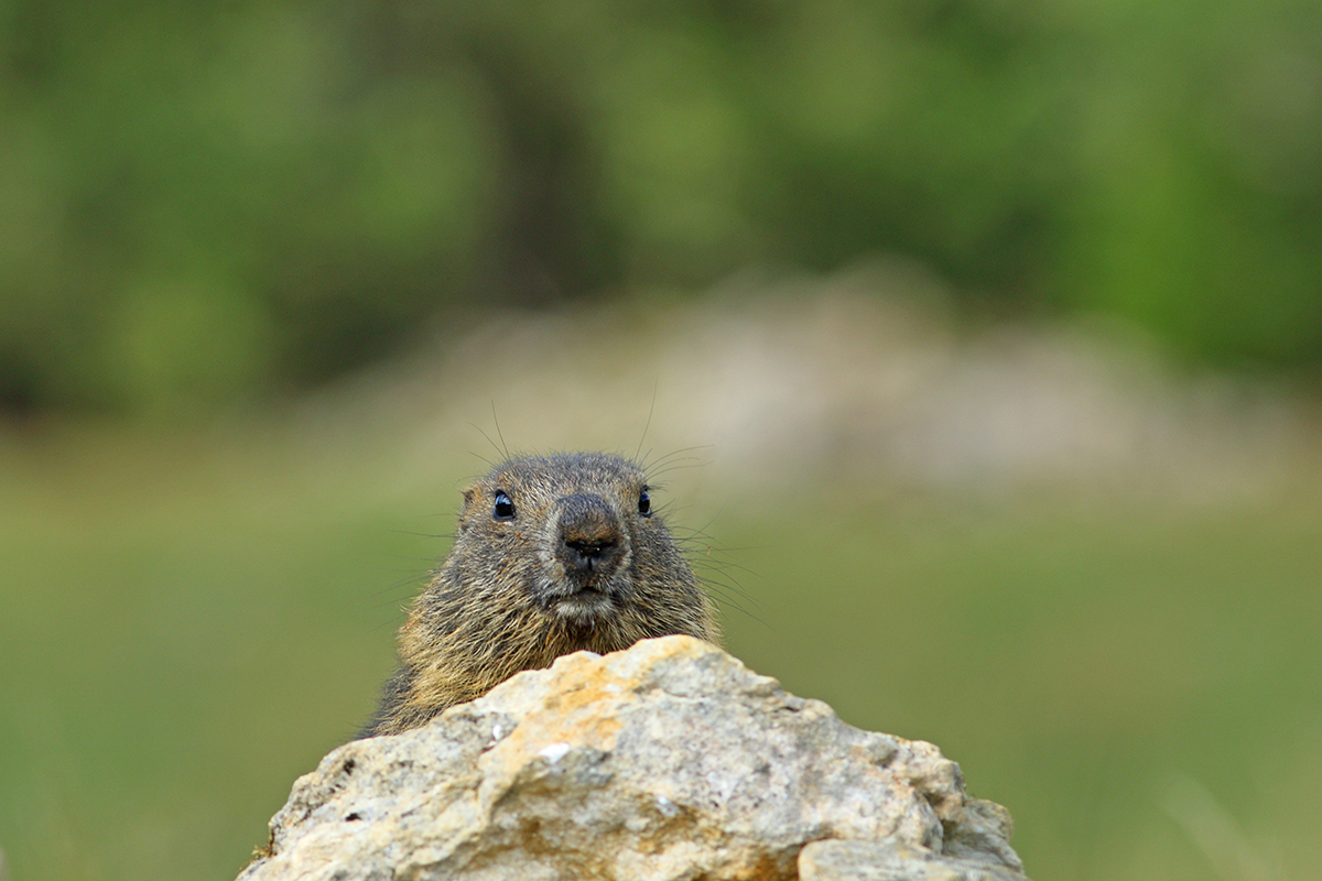 marmotte jura forêt