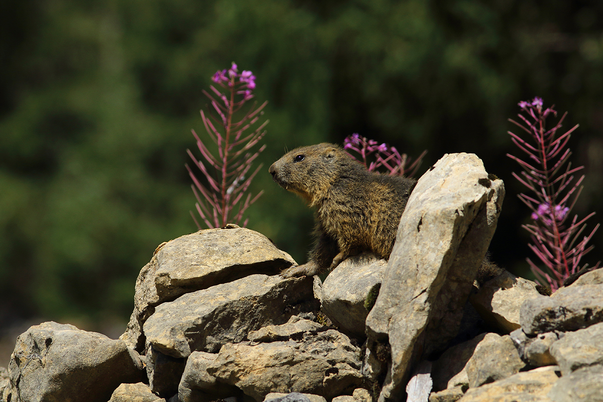 marmotte jura forêt