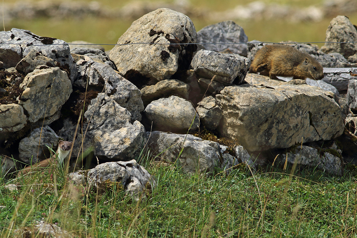 marmotte jura forêt