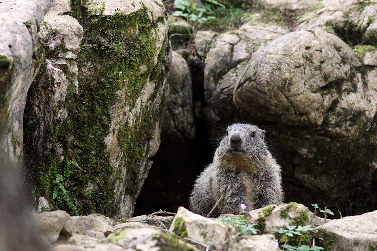 marmotte jura forêt