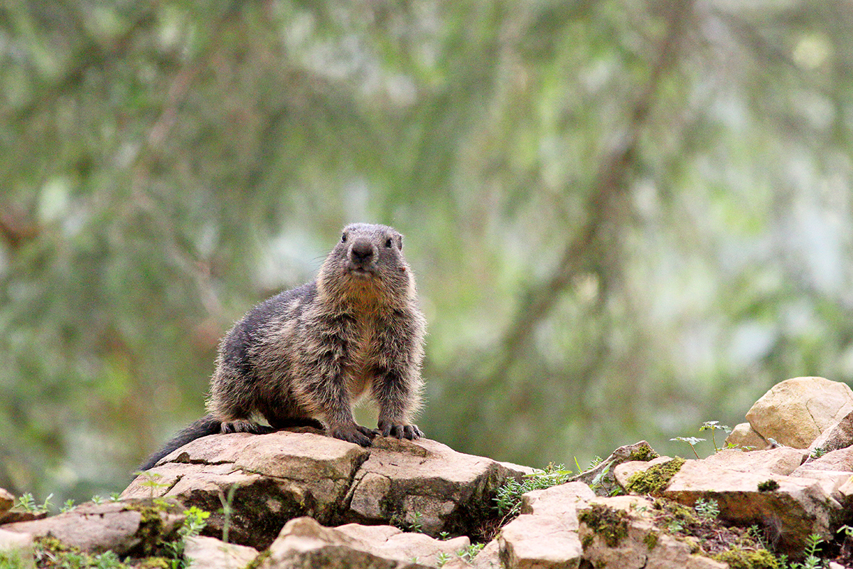 marmotte jura forêt