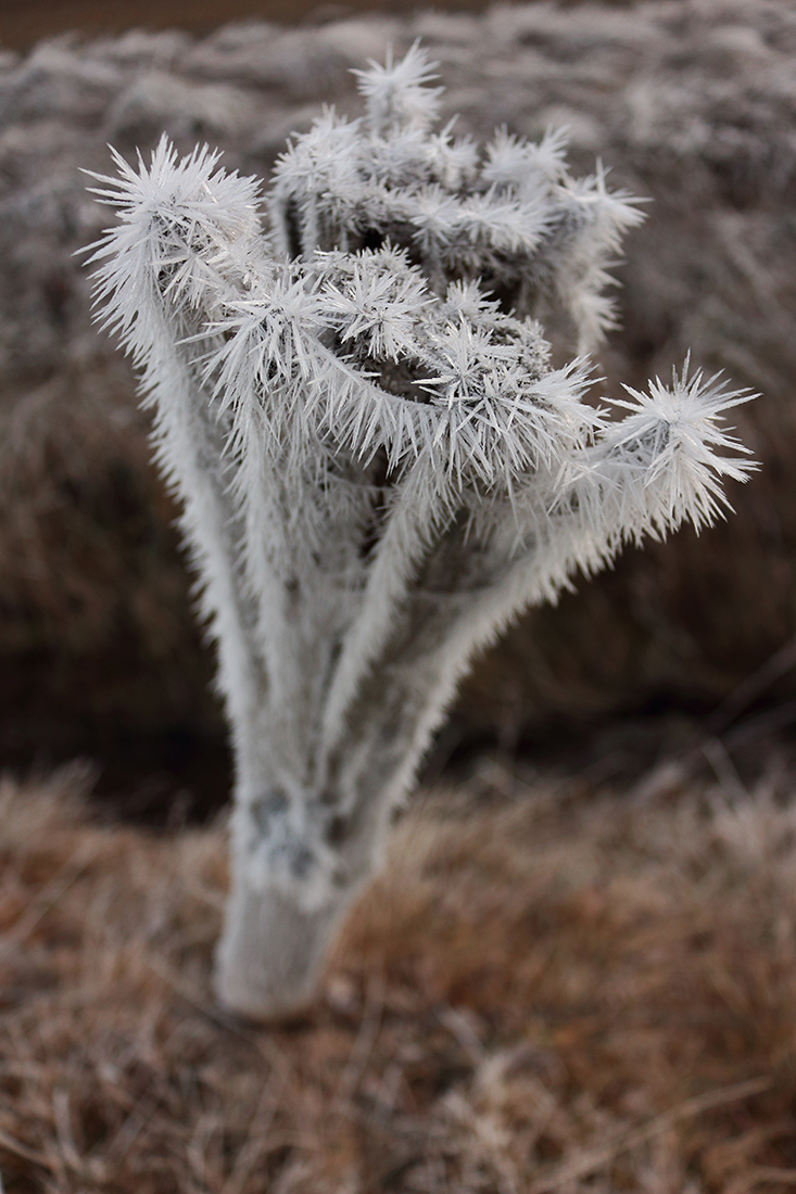 givre bellecombe