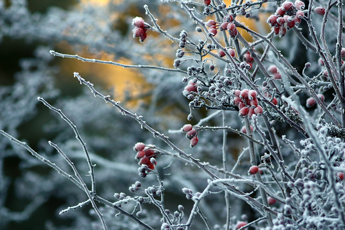 givre bellecombe