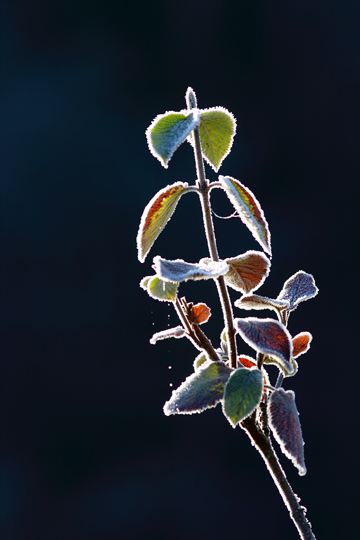 bienne givre