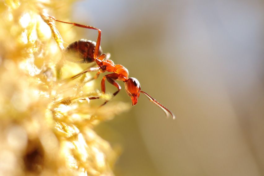 Fourmis rousse, formica rufa julien arbez