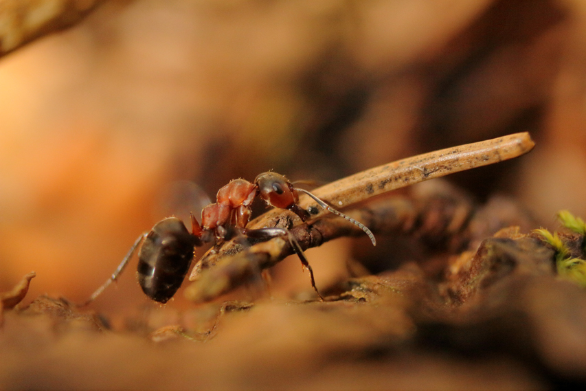 Fourmis rousse, formica rufa julien arbez