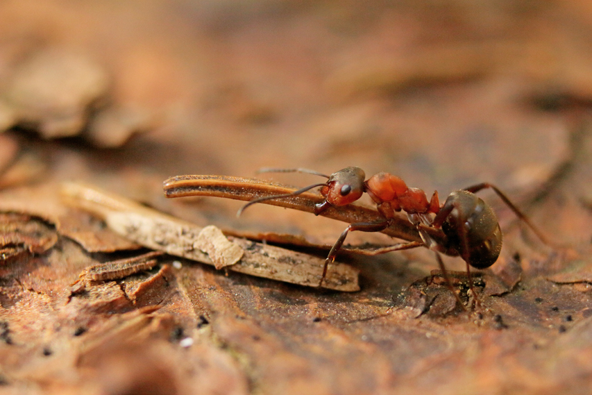 Fourmis rousse, formica rufa julien arbez