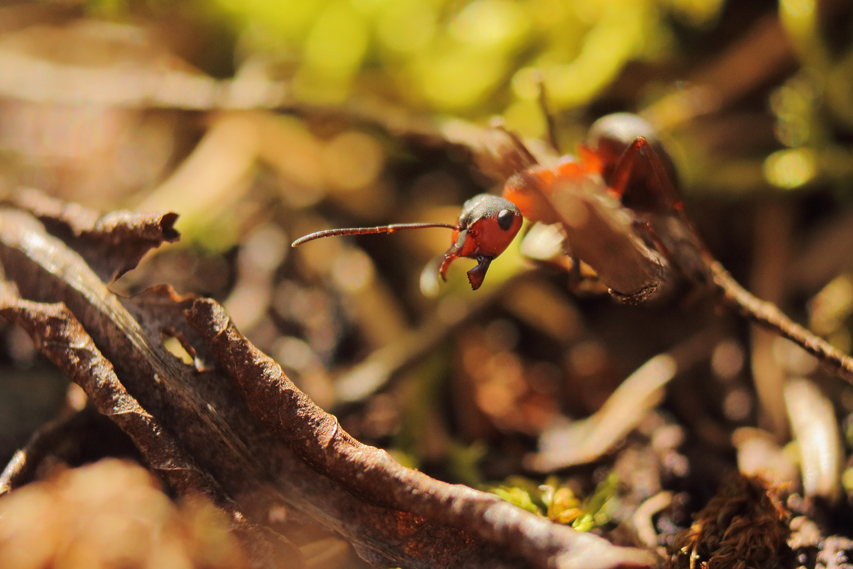 Fourmis rousse, formica rufa julien arbez