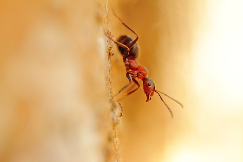 Fourmis rousse, formica rufa julien arbez