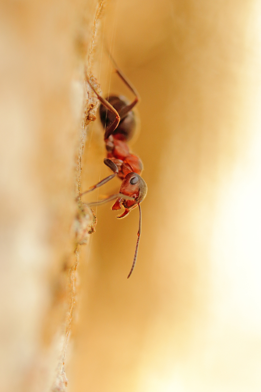 Fourmis rousse, formica rufa julien arbez