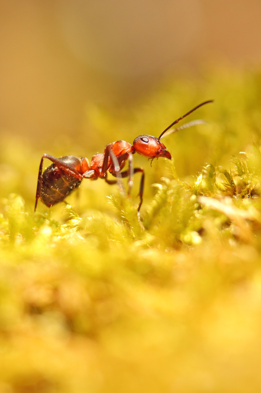 Fourmis rousse, formica rufa julien arbez