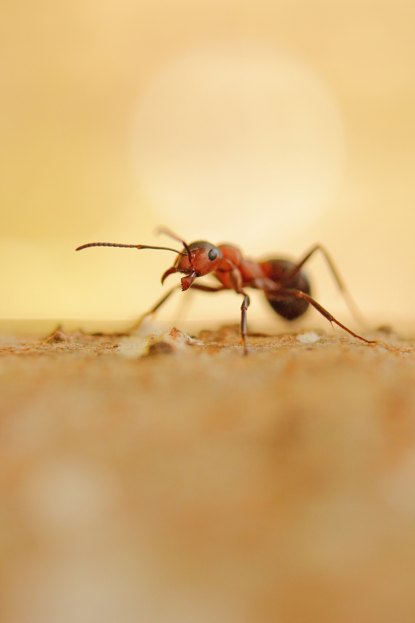 Fourmis rousse, formica rufa julien arbez