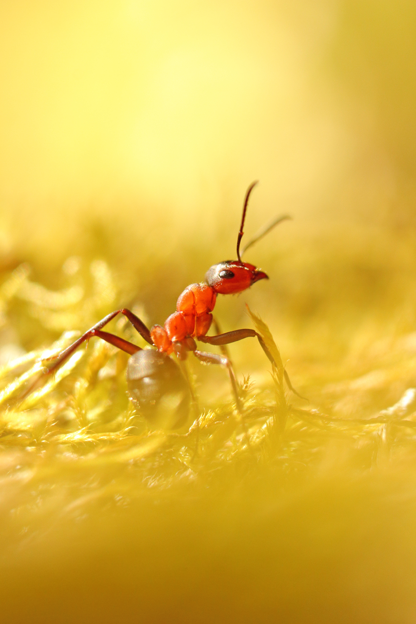 Fourmis rousse, formica rufa julien arbez