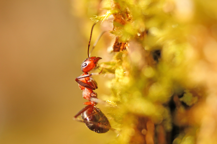 Fourmis rousse, formica rufa julien arbez