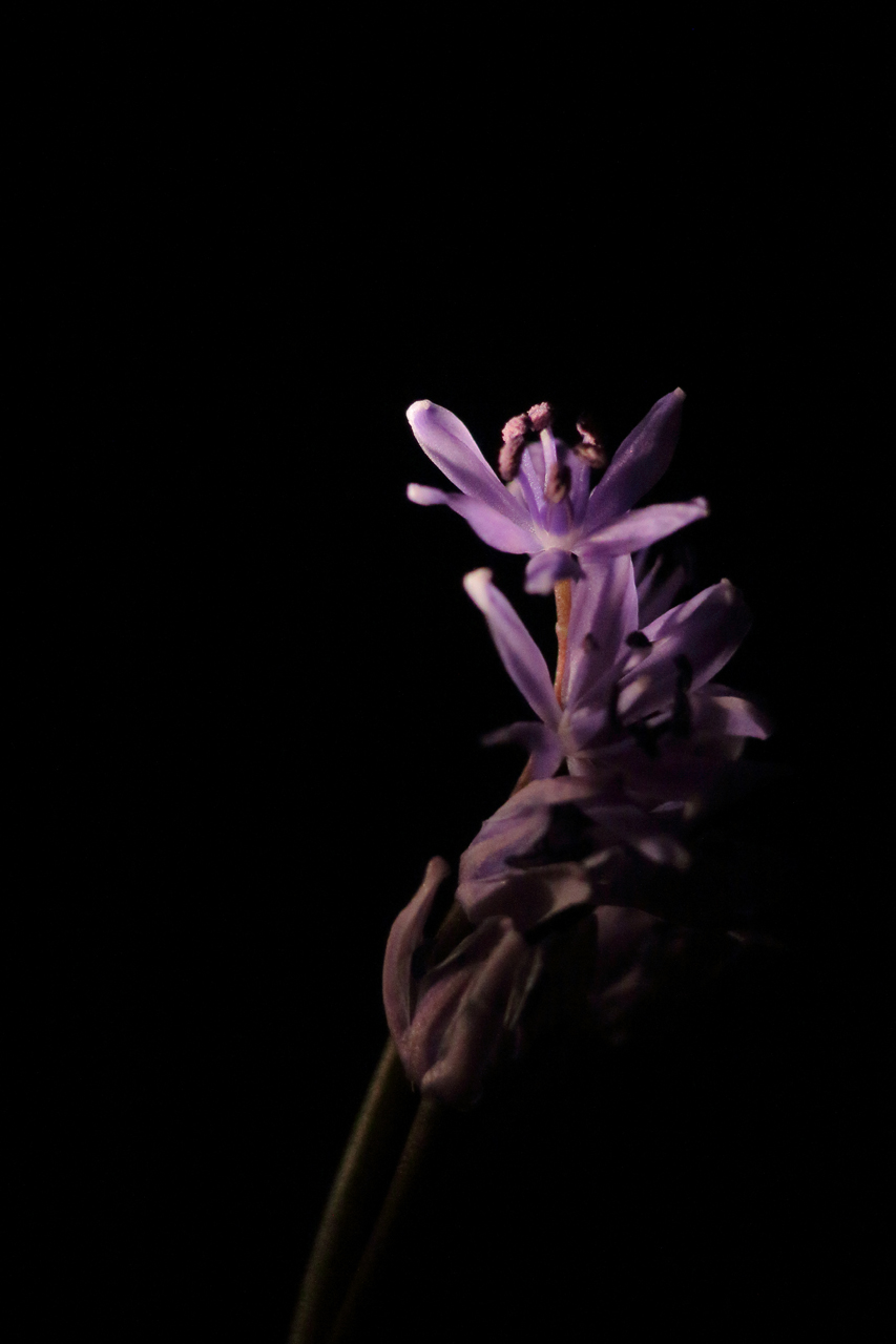 Scille à deux feuilles julien arbez