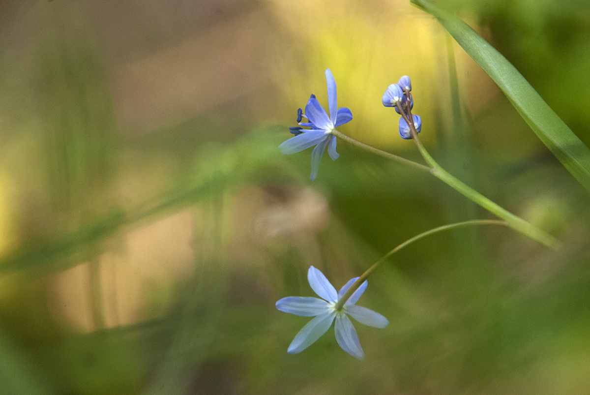 scille a deux feuilles