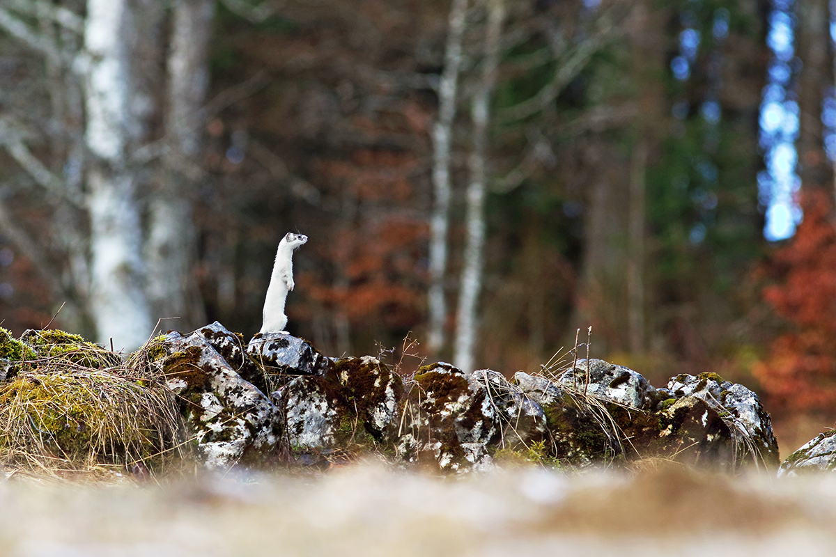 hermine mue hiver jura