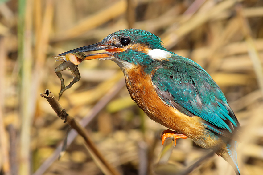 martin-pêcheur mange grenouille