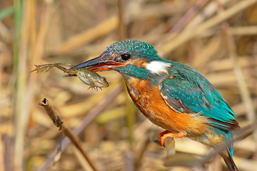 martin-pêcheur mange grenouille