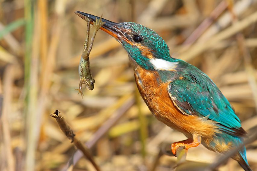 martin-pêcheur mange grenouille