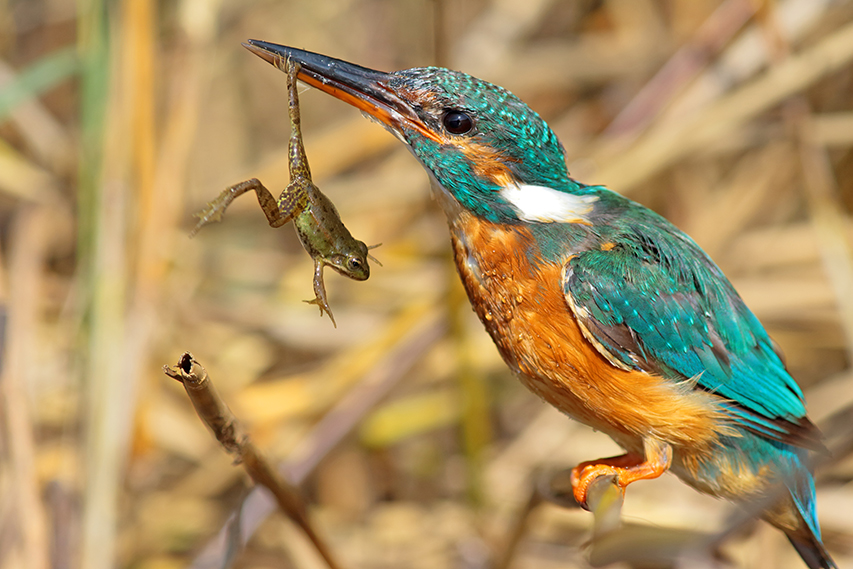 martin-pêcheur mange grenouille