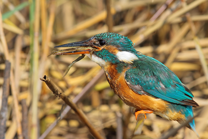 martin-pêcheur mange grenouille