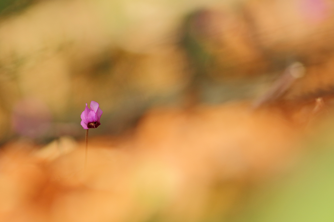 cyclamen d’europe jura