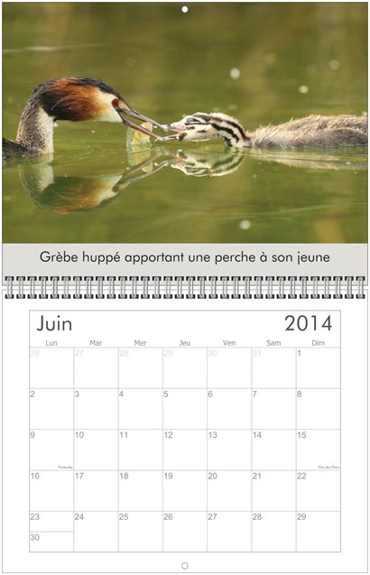 CALENDRIER oiseaux arbez