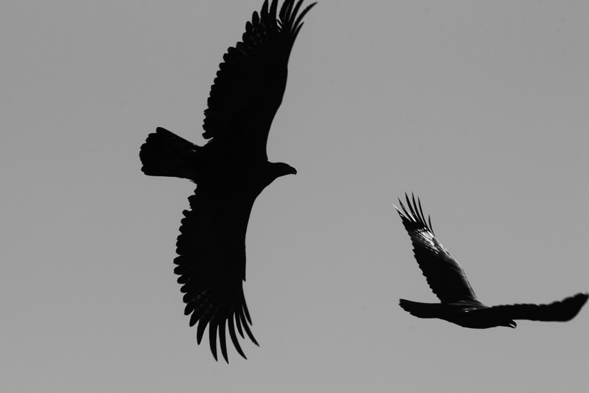 aigle royaux julien arbez alpes