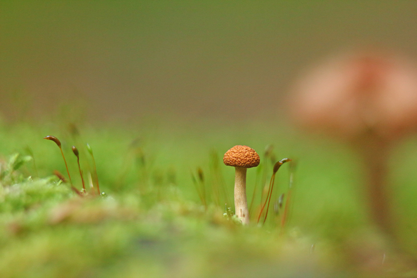 champignon julien arbez macro