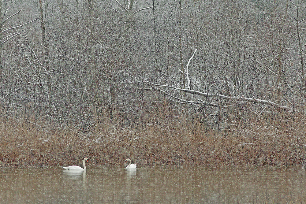 cygnes sous la neige