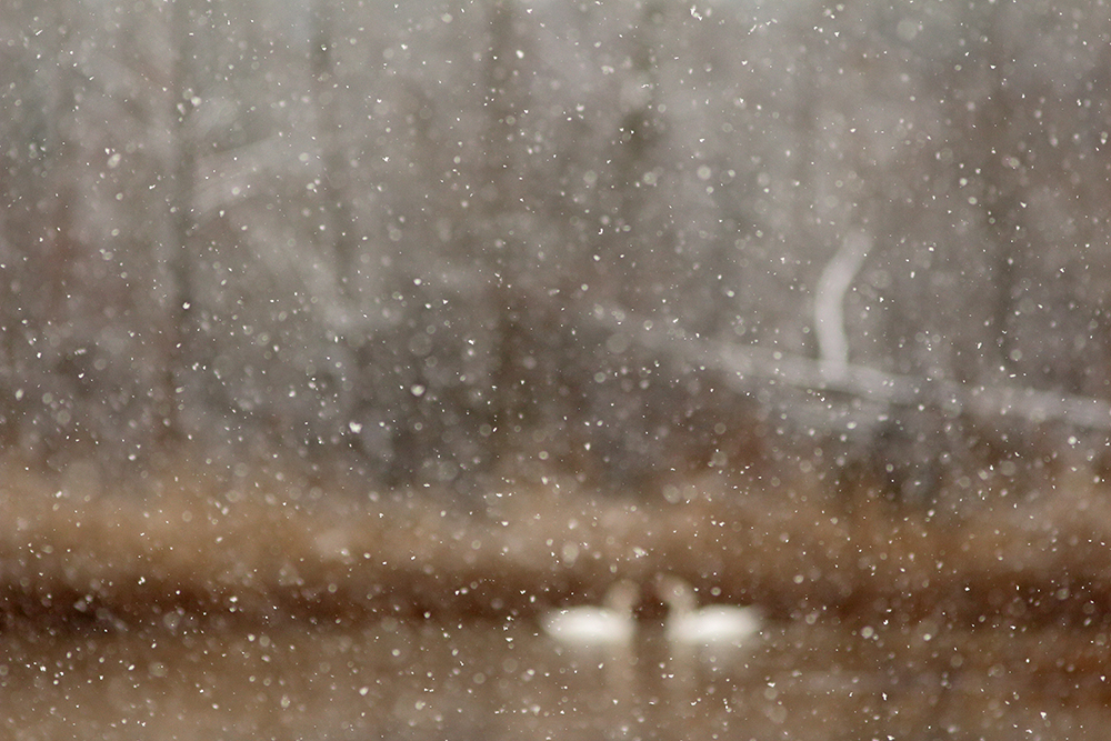 cygnes sous la neige