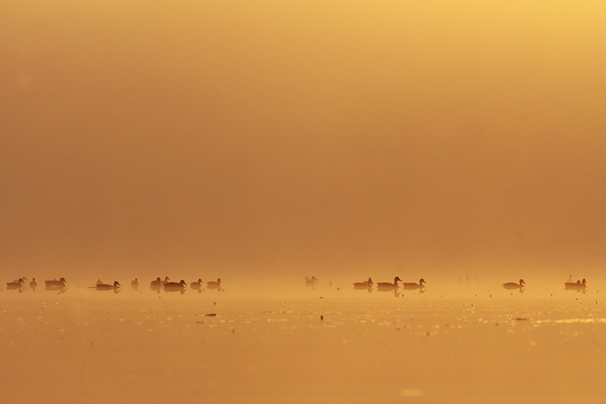 canards colvert brume bresse