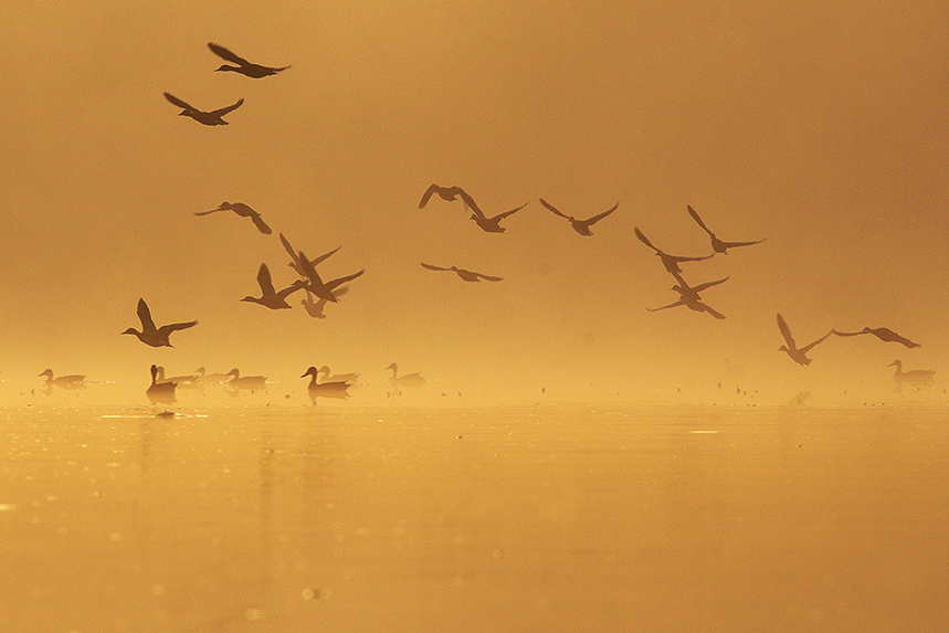 canards colvert brume bresse