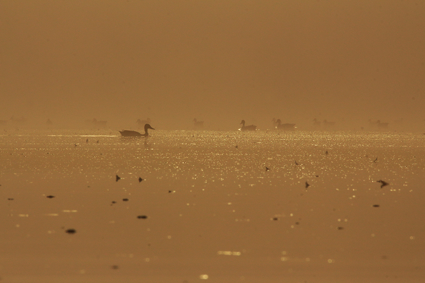 canards colvert brume bresse