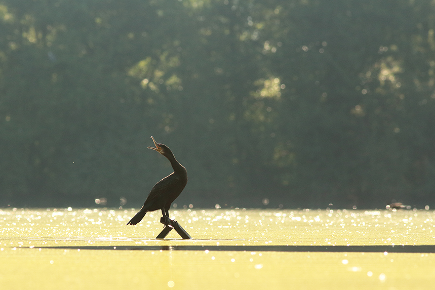 Grand cormoran affut flottant