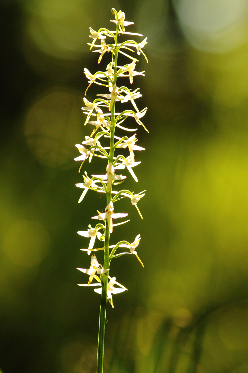 orchidée, platanthère