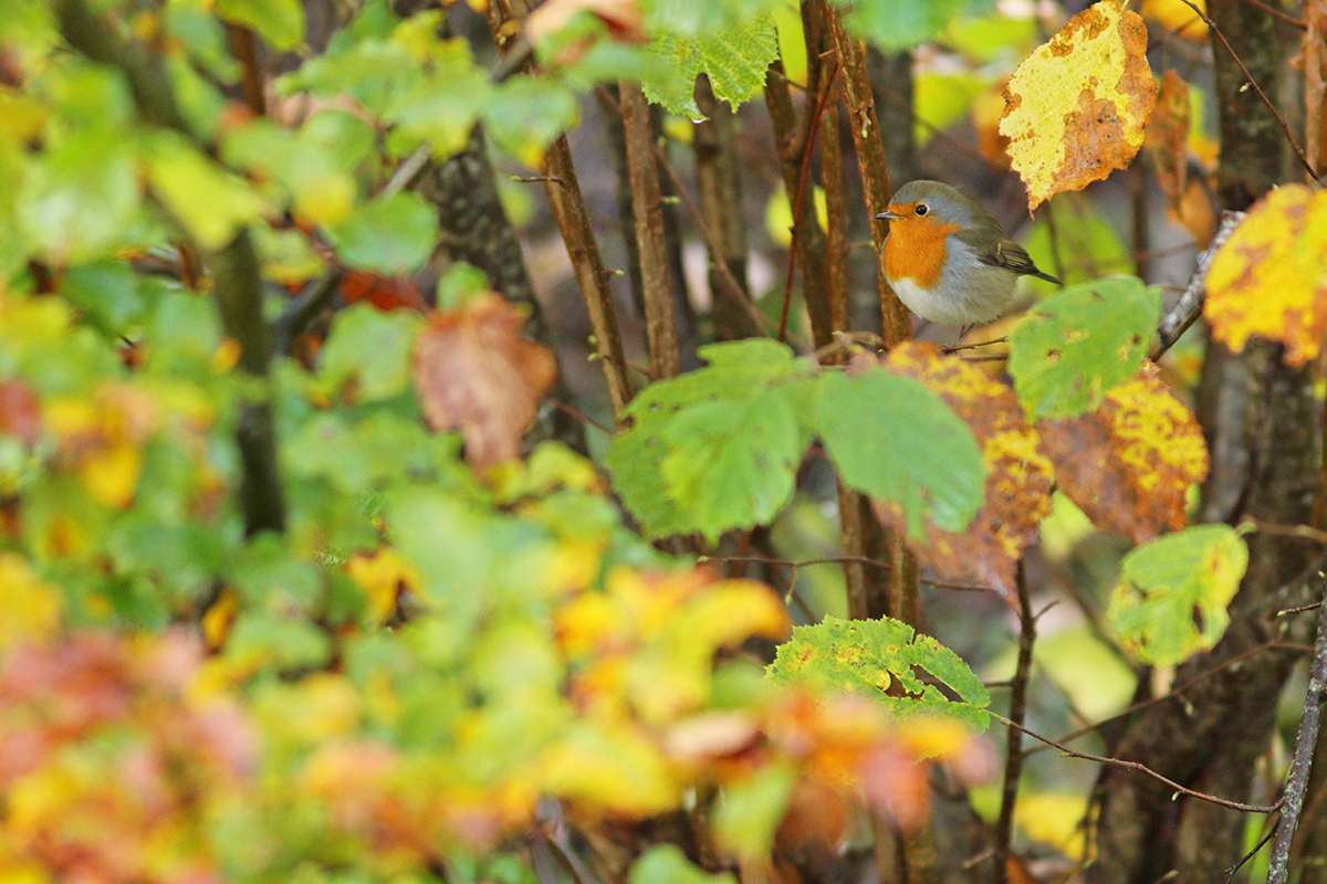 rouge-gorge automne